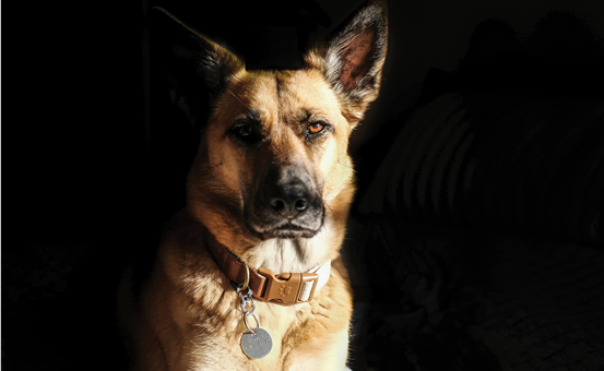 pharmacydaily.com.au - bwhp - Med cannabis, vapes on TGA priority list